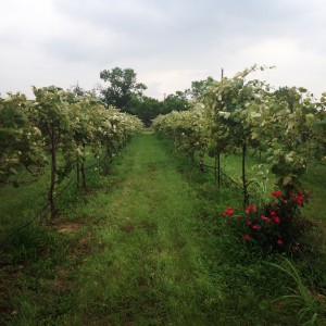 Texas Hill Country Wineries Reviews - Blue Lotus Winery