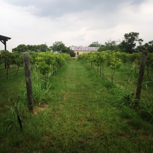 Grapevines at Blue Lotus Winery