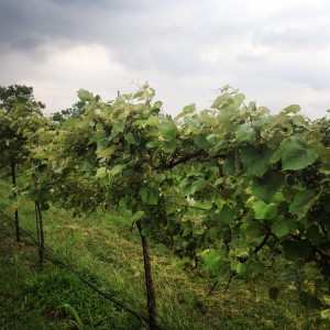 Winery