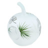 Glass Apple Shaped Jar 9&quot; Frosty Leaves